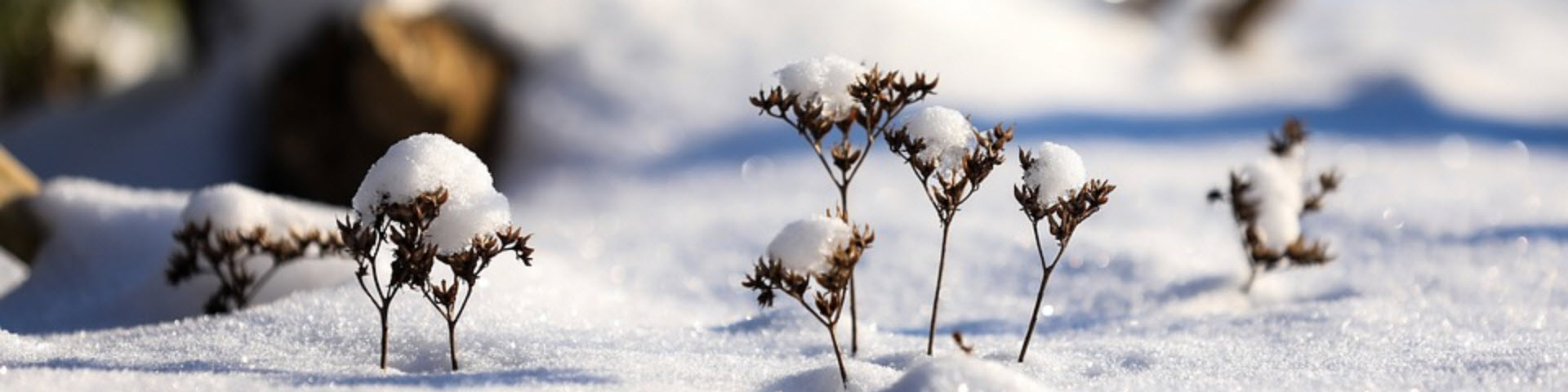 Think Spring Snow