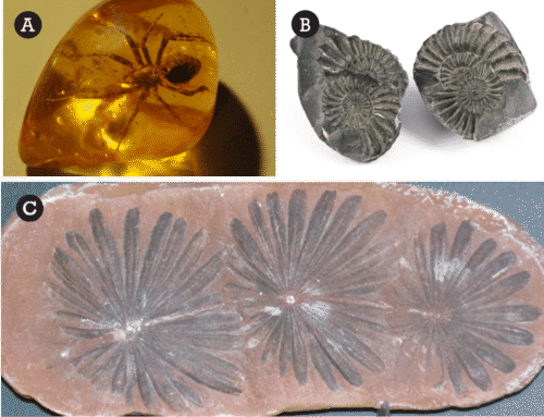 Ways Fossils Form