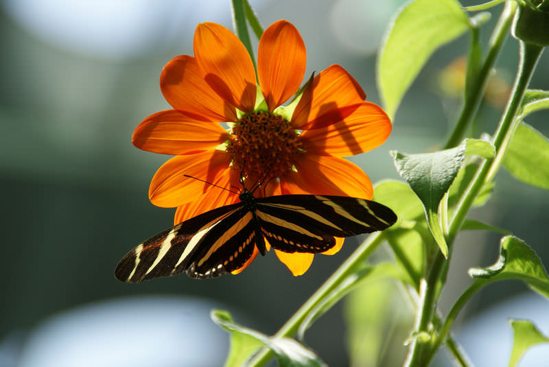 ButterFly Pollinating a Flower