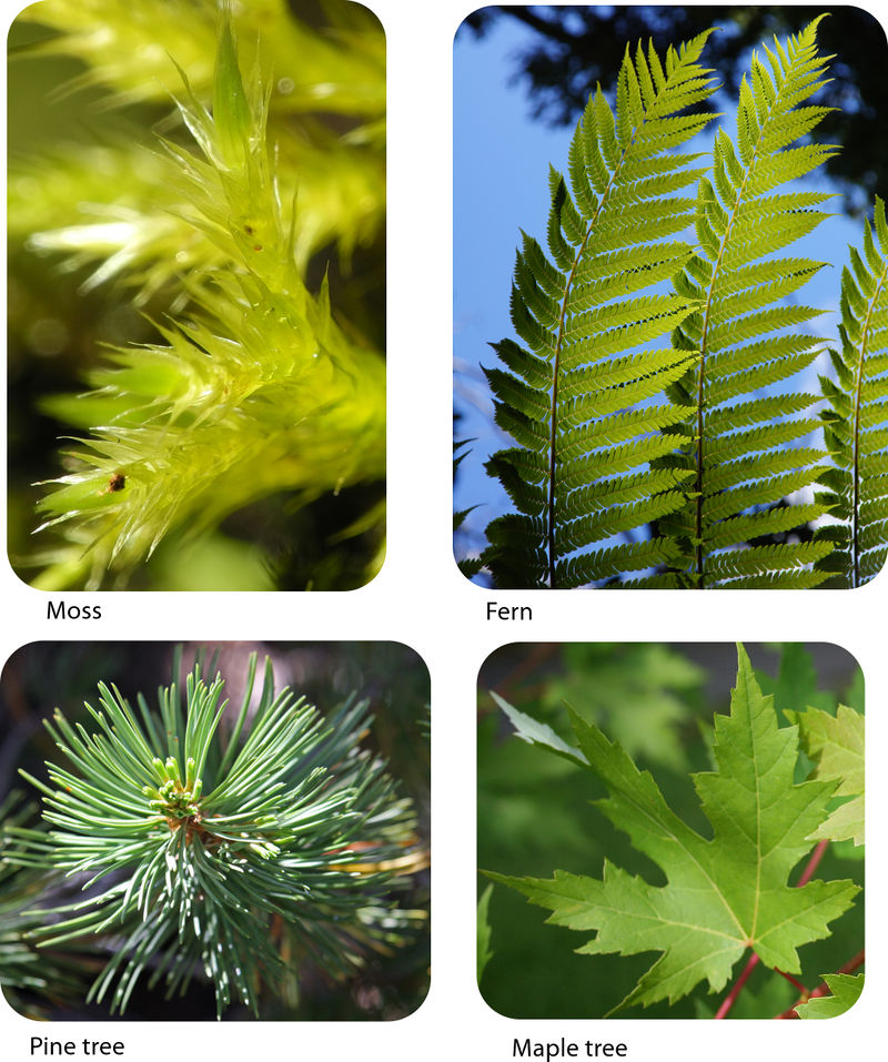 Different Leave Types